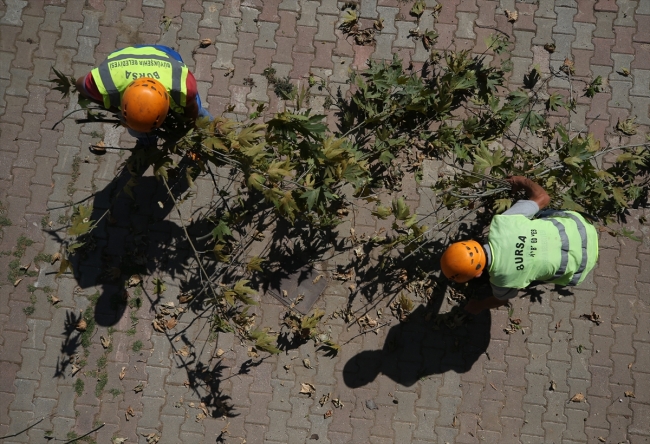 İlk payitaht Bursa'nın asırlara meydan okuyan çınarları